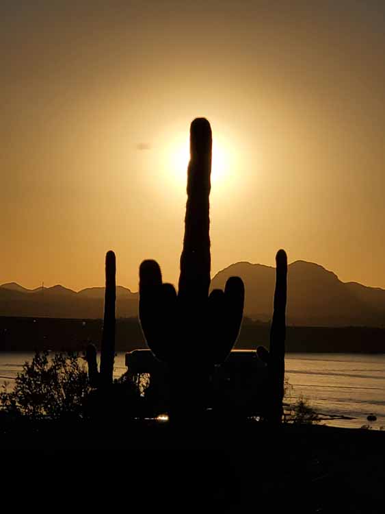 saguaro in silohuette